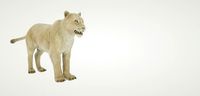 Lion and Animation