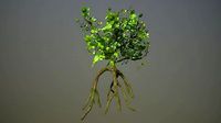Sci fi mangrove plant environment asset