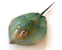 Batoidea Ray Fish