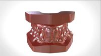 Digital Study Orthodontics Archman Models | 3D