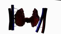 Thyroid | 3D