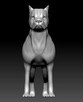 Argentine Dogo | 3D