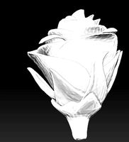 Rose flower | 3D