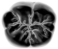 Molar tooth for 3D printing  | 3D