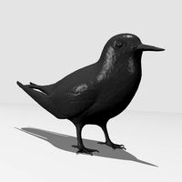 Common Tern -Printable | 3D