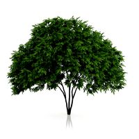 Elderberry Tree Sambucus nigra