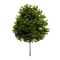 Honey Locust Tree Gleditsia triacanthos
