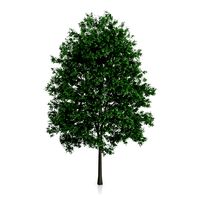 Common Hornbeam Tree Carpinus betulus