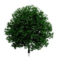 Common Hornbeam Tree Carpinus betulus