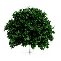 Common Hornbeam Tree Carpinus betulus
