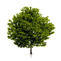 Honey Locust Tree Gleditsia triacantho