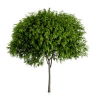 Staghorn Sumac Tree Rhus typhina