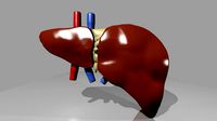 Human Liver