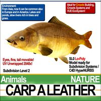 Carp A Leather