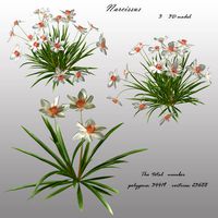 Narcissus  3D