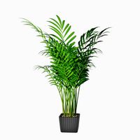 Palm 04