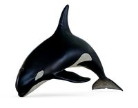 Killer Whale Posed
