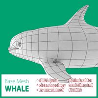 Whale Base Mesh