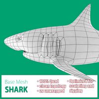 Shark Base Mesh