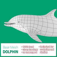 Dolphin Base Mesh