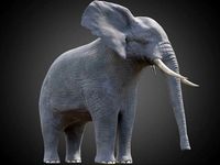 African Elephant - Loxodonta Africana