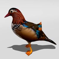 Mandarin Duck