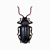 Woodcutter Beetle 3D Model no Rig