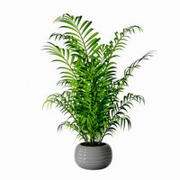 Palm 03