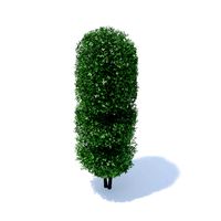 Tall Hedge