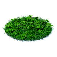 Grass with Plants 3D Model