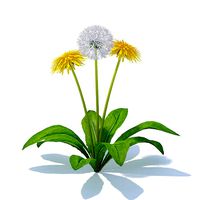 Sow-thistle 3D Model