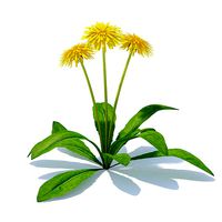 Sow-thistle 3D Model