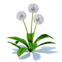 Sow-thistle 3D Model