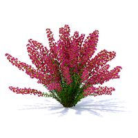 Heather 3D Model