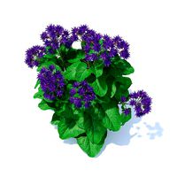 Thistle 3D Model