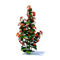 Scarlet Pimpernel 3D Model