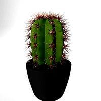Cactus