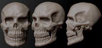 Skull