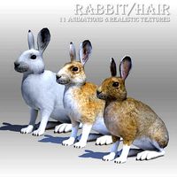 Rabbit or Hair