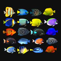 Fish Megapack Collection Lowpoly