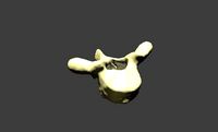 Thoracic Vertebra
