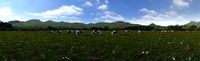 dairy farm