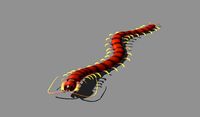Cartoon centipede