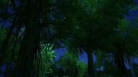 Rainforest