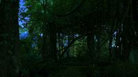 Rainforest