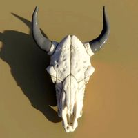 Cow Skull