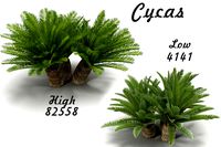 Cycas 1