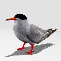 Common Tern