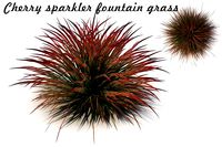 Cherry sparkler fountain grass