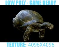 Galapagos Giant Tortoise